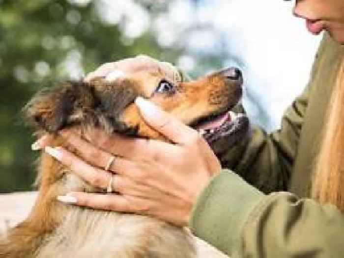 Menschen weinen vor Glück Hunde vergießen Freudentränen News Deutschland