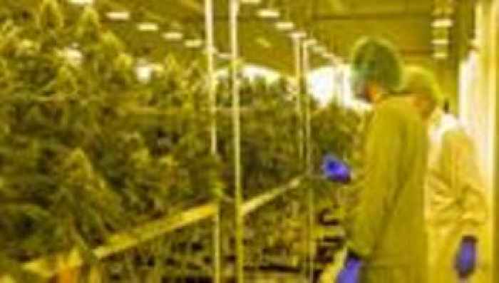 Cannabis Legalisierung Hersteller Stehen In Den Startl chern News 