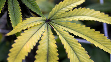 Cannabis-Legalisierung : Was spricht für die Legalisierung von Cannabis? Und was dagegen?