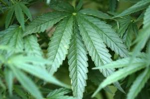 Legalisierung: Es ist Zeit für einen neuen Umgang mit Cannabis