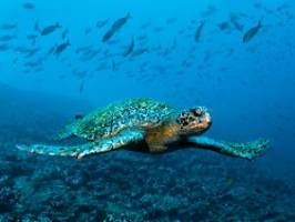 Erweitert um 60.000 Quadratmeter: Meeresschutzgebiet um Galápagos wird größer