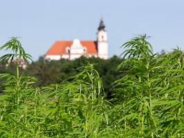 Bauernpräsident lobt Özdemir: Deutsche Bauern liebäugeln mit Cannabis-Anbau
