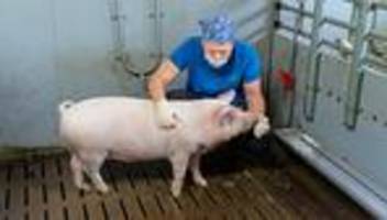 schweineherz-transplantation: sie hätten es wissen können