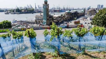 Hamburgs einziger Weinberg: Stintfang wird wieder bepflanzt