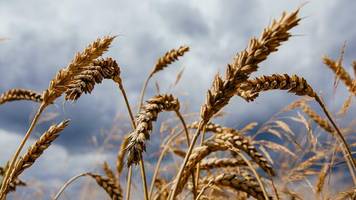 Lebensmittelversorgung: Getreideimporte verteuern sich so stark wie seit 2011 nicht mehr