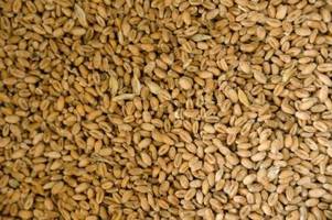 Einfuhrpreis für Getreide um mehr als 50 Prozent gestiegen