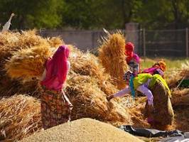 Lebensmittelsicherheit gefährdet: Indien verbietet Export von Weizen