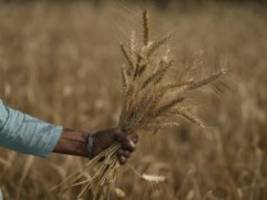 Folgen des Ukraine-Kriegs: Die Kosten der Weizen-Krise