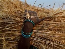 Indischer Exportstopp und Krieg: Weizen ist so teuer wie nie