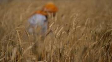 Wegen Exportverbot in Indien: Weizenpreis steigt auf neuen Rekord