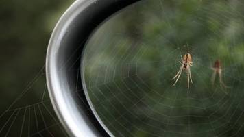 Schleswig-Holstein: Riesige Spinne seilt sich im Auto ab – Frau ruft Polizei