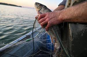 Fischer fangen immer weniger Fische im Bodensee