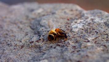 Pestizide - Tödlich für Bienen: Viele Blumen im Handel sind eine Giftfalle für die Tiere