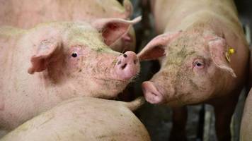 baden-württemberg: schweinepest-ausbruch bei hausschweinen