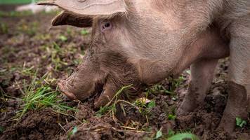 krankheiten: schweinepest-ausbruch bei hausschweinen in baden-württemberg