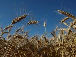 Polen wird zum Nadelöhr: Wieso zu wenig Getreide die Ukraine verlässt