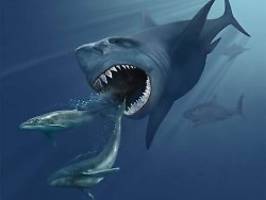 rätselhaftes aussterben: fiel der megalodon dem weißen hai zum opfer?