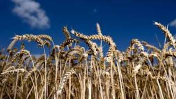 Sinkende Preise: War die Weizen-Panik übertrieben?