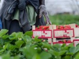 Konsum: Warum Erdbeerbauern ihre Ernte zerstören