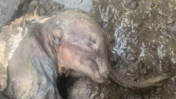 yukon: mumie von mammutbaby gefunden