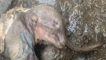 Sensationeller Zufallsfund - Goldgräber entdecken eingefrorenes Mammutbaby in Kanada