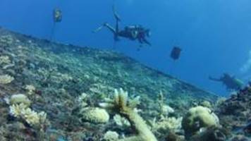 indischer ozean: die korallen-baumschule unter wasser