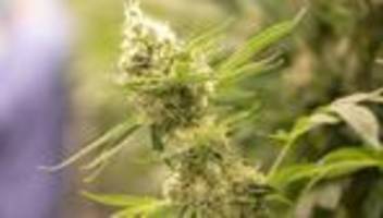 Cannabis-Legalisierung: Drogenbeauftragter fordert Debatte über THC-Obergrenze