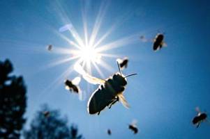 auch drei jahre nach rettet die bienen bleibt der artenschutz ein streitthema