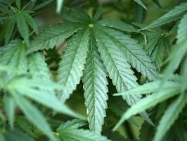 goldrausch in grün: cannabis-industrie rechnet mit großen umsatzsprüngen
