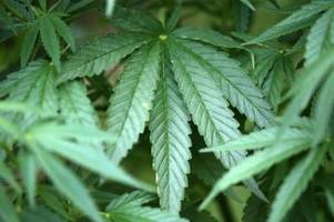 Drogenbeauftragter wirbt bei Cannabis-Freigabe um Geduld