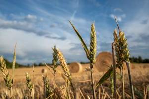 Özdemir ermöglicht Bauern über EU-Regeln mehr Weizenanbau
