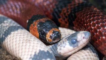 Kalifornische Kettennatter: Invasive Schlangenart erobert Europa