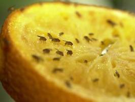 Plage im Sommer: So werden Sie lästige Fruchtfliegen los