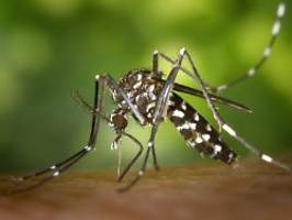 Tödliche Mücken und Zecken: Klimawandel bringt Krankheitsüberträger ins Land