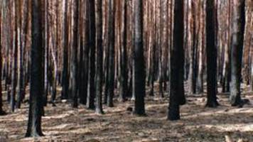 nach den waldbränden: neues leben aus verkohlten bäumen