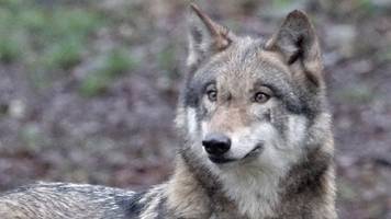 Wolf in Hannover: Minister will Wölfe in der Stadt abschießen lassen
