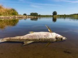 Fischsterben in der Oder: Es ist ein vergiftetes Katastrophengebiet