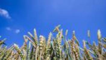 Hitze: Bauernverband warnt vor Ernteausfällen und Preissteigerungen
