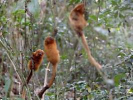 Aus Angst vor Affenpocken: Angreifer attackieren Affen mit Steinen