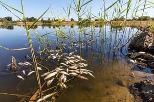 Fischsterben in der Oder: Behörden warnen vor Kontakt mit Wasser