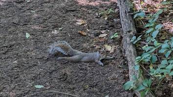 Behörde klärt Bürger auf - Warum New Yorks Eichhörnchen aktuell „splooten“