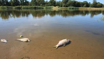 Umweltkatastrophe an der Oder - Polen schließt Quecksilber als Ursache für Fischsterben aus