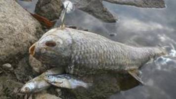 Fischsterben in der Oder: Suche nach Tätern, Sorgen um die Ostsee