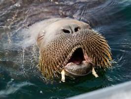 für die menschliche sicherheit: walross freya in norwegen eingeschläfert