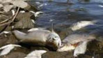 Fischsterben in der Oder: Gift kann als Ursache nicht ausgeschlossen werden