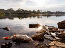 Fischsterben in der Oder: Der Schlüssel zur Aufklärung liegt in Polen