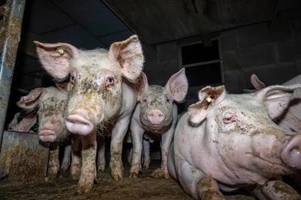 Verdacht auf Tierquälerei: Westfleisch kündigt Maßnahmen an