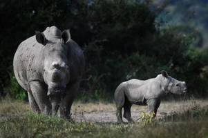 Große Sorge um Nashornbestände - trotz vereinzelter Erfolge
