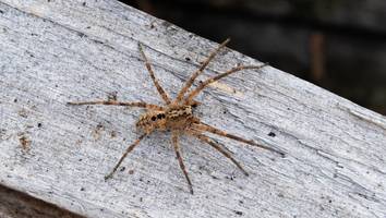 neue spinnenart - breitet sich rasch in deutschland aus: dieses tier sollten sie unbedingt melden
