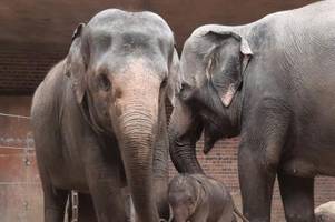 Elefantenjunges im Leipziger Zoo geboren
